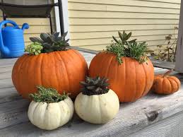 Maybe you would like to learn more about one of these? Pumpkin Planters Perk Up Porches And Holiday Tables Vermont Public Radio