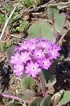 Image result for Dielsiothamnus divaricatus