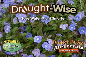 Check spelling or type a new query. Stepables Com Plants That Tolerate Foot Traffic