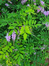 Image result for Indigofera paniculata