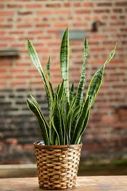 Image result for Sansevieria trifasciata
