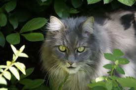 Kater Lauert Im Garten In 2020 Hubsche Katzen Lustige Katzenbilder Warrior Cats