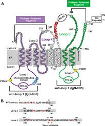 Maybe you would like to learn more about one of these? Cholesterol Induced Conformational Changes In The Sterol Sensing Domain Of The Scap Protein Suggest Feedback Mechanism To Control Cholesterol Synthesis Journal Of Biological Chemistry