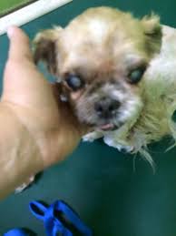 A cause 4 paws rescue — orlando; Save Me Senior Alert 5 4 17 A Ten Year Old Shih Tzu Blind And Shaking In Fear Has Been At An Orlando Fl Shelter For 3 Days He Animal Rescue Blind Dog Pets