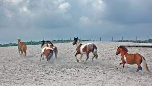 Assateague S Wild Horses Cross Chincoteague Channel In Annual Tradition Coastal Care