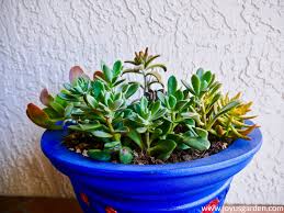 You want to give it enough room to grow, but not much more. How To Transplant Succulents Into Pots Joy Us Garden