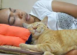 Strange Cat Facts Why Does My Cat Sleep On My Head Petmd