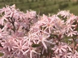 Image result for Coffea racemosa