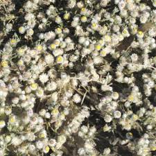 Image result for Helichrysum argyrosphaerum