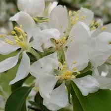 Eldon Edward Vinzant, Jr., 77, of Green City, Mo., Ruschmeier Funeral Home