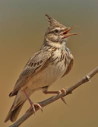 Alondra. Alaudidae. (con imágenes) | Alondra ave, Pajaros exoticos ...