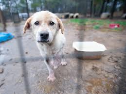 Cherish your memories with christmas cards from vistaprint australia! Protect Animals Give A Gift The Humane Society Of The United States