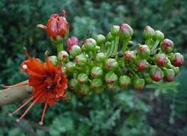 Image result for Greyia