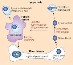 The plasma cells proliferate in the bone marrow and can. New Insights Into The Pathophysiology Of Multiple Myeloma The Lancet Oncology