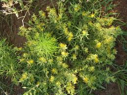 Image result for Vahlia