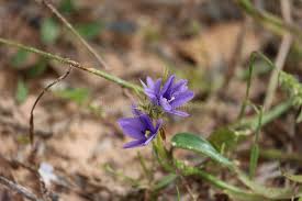 Image result for Aristea angolensis