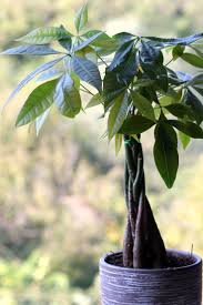 When it is still young, within the first one or two seasons after being planted, you should give the tree a thorough watering if you experience a drought that lasts for two weeks or more. Money Tree Guiana Chestnut Care Growing Guide