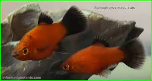 سمكة البلاتي southern platyfish سمك زينة انواع الاسماك انواع الاسماك مع الصور معلوماتية نبات حيوان اسماك فوائد fish pet pets fish