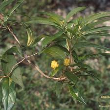 Image result for Eriosema monticola