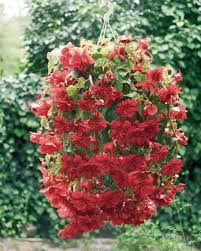 Image result for Begonia eminii