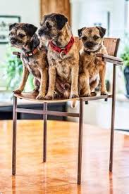 Vous n'êtes pas autorisé à lire ce forum. 500 Idees De Border Terrier En 2021 Chien Border Terrier Animaux
