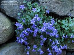 Maybe you would like to learn more about one of these? Plantfiles Pictures Campanula Adria Bellflower Dalmation Bellflower Wall Bellflower Resholdt S Variety Campanula Portenschlagiana By Juanwillis