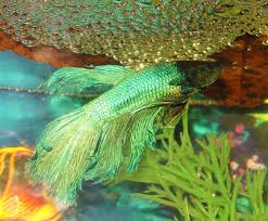 Aqua Making A Bubble Nest Betta Fish Pet Pets