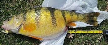 Lunker Yellow Perch Caught On St Croix Triumph Ultra Light Outdoors Unlimited Media And Magazine Perched Perch Fishing Lake Erie