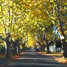 Autumn In Canterbury Melbourne Melbourne Melbourne Australia Autumn Garden