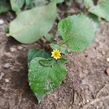 Image result for Calyptocarpus vialis