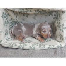 Dixiedox miniatures has evolved over the years to honor my very first smooth dachshund dixie, who came into my life in 1989. Romero S Cajun Cutie Doxies Dachshund Breeder In Iowa Louisiana