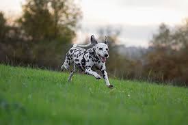 Long haired dalmatian and golden retriever mix. Dalmatian Dog Breed Information