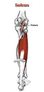 From your description, i would guess it would be the calf muscle. Soleus Physiopedia