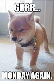 Funny Dog Pictures With Captions Monday Againdog Breeders Guide Pictures Videos And Polls Funny Dog Pictures Cute Animals Cute Dogs