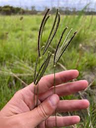 Image result for Eustachys