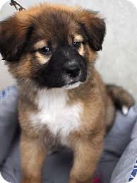 Jager is a big lovable lab mix available for adoption from heavenly paws of michigan in rochester hills, mi. Detroit Mi Shepherd Unknown Type Chow Chow Mix Meet Chewbacca A Puppy For Adoption Puppy Adoption Pet Adoption Pets