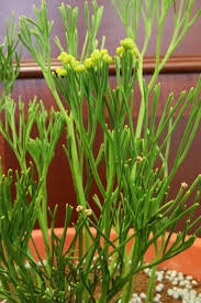 Image result for Psilotum nudum