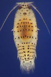 Image result for Dichilus