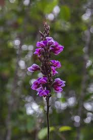 Image result for Macropsychanthus