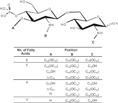 Development And Evaluation Of As04 A Novel And Improved Adjuvant System Containing 3 O Desacyl 4 Monophosphoryl Lipid A And Aluminum Salt Sciencedirect