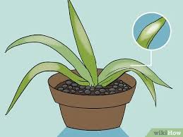 How To Care For Kalanchoe And Get It To Rebloom Every Year