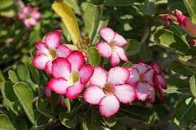 Adenium Obesum Adenium Arabicum Adenium Arboreum Adenium Coetaneum Adenium Honghel Nerium Obesum Desert Rose Impala Lily