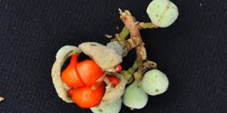 Image result for Trichilia