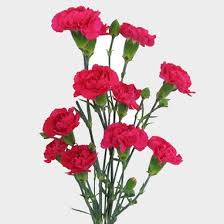 Carnation originated in the near east at least 200 years ago, and was originally only found in a light pink color. Hot Pink Mini Carnation Flower Wholesale Blooms By The Box