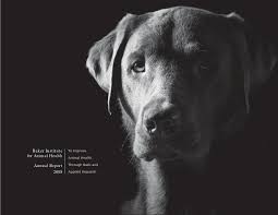You can see how to get to pet animal hospital inc on our website. Baker Institute For Animal Health Annual Report 2008 By Baker Institute For Animal Health Issuu