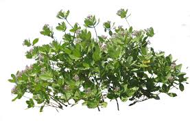 Image result for Calotropis gigantea