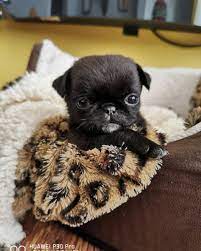 Pug Crazy Com Baby Pugs Pug Dog Puppy Cute Pugs