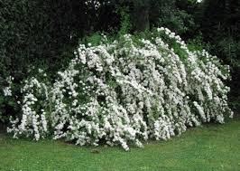 I frutti sono piccole capsule spirea x arguta. Giardini Mgf Le Varieta Piu Adatte Per Siepi Medie 120 200 Cm