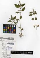 Image result for Platostoma africanum