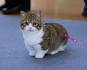 Munchkin Kittens for Sale - Adoptapet